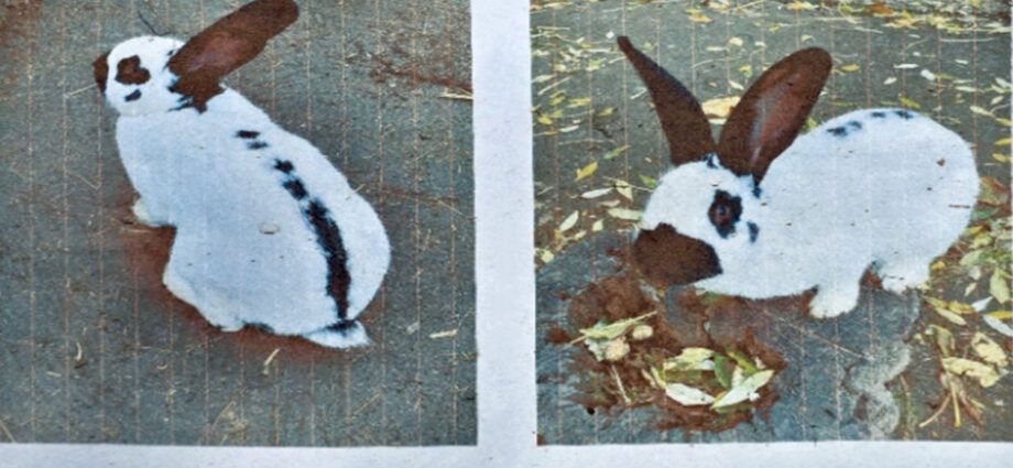 Wer hat „Motte“ entführt? – Polizei sucht Zeugen