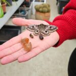 Kassel: Nachtpfauenaugen schlüpfen im Botanischen Garten