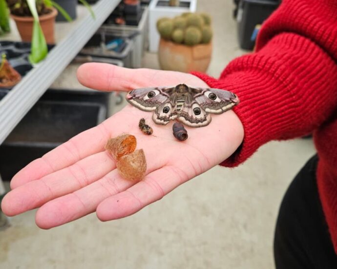 Kassel: Nachtpfauenaugen schlüpfen im Botanischen Garten