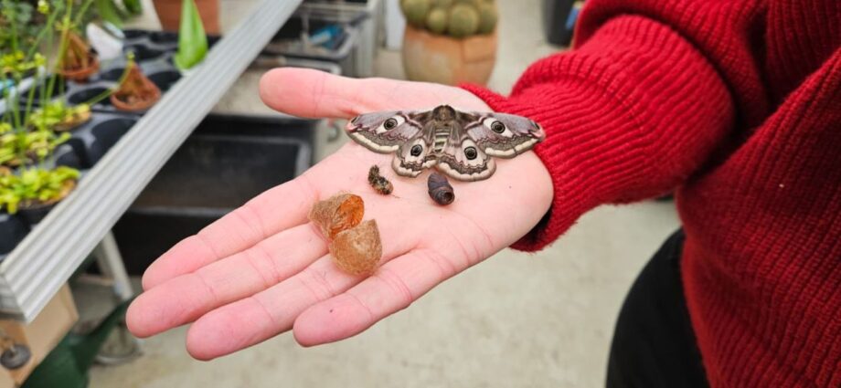 Kassel: Nachtpfauenaugen schlüpfen im Botanischen Garten