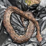 Exotische Schlange tot in der Nidda gefunden – Polizei bittet um Hinweise