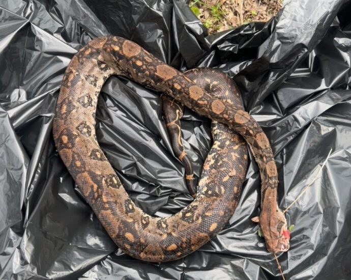 Exotische Schlange tot in der Nidda gefunden – Polizei bittet um Hinweise
