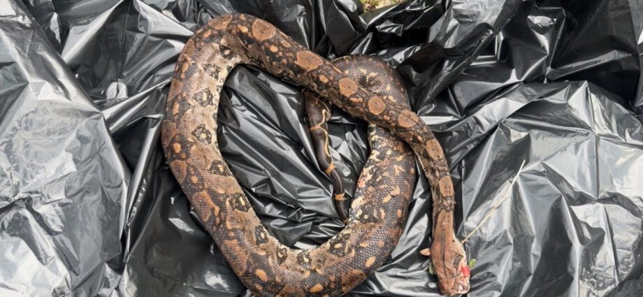 Exotische Schlange tot in der Nidda gefunden – Polizei bittet um Hinweise Exotische Schlange tot in der Nidda gefunden – Polizei bittet um Hinweise