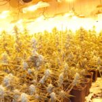 1100 Cannabispflanzen in Spangenberg sichergestellt – Zwei Festnahmen