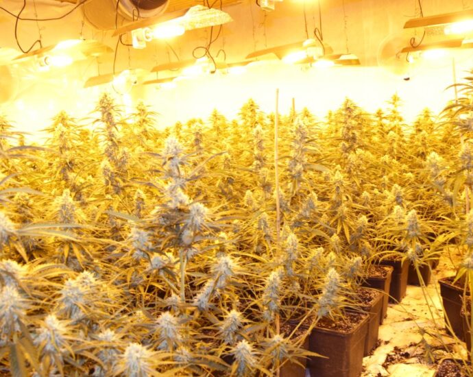 1100 Cannabispflanzen in Spangenberg sichergestellt – Zwei Festnahmen