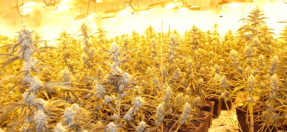 1100 Cannabispflanzen in Spangenberg sichergestellt – Zwei Festnahmen