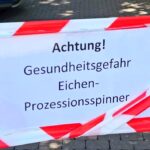 Eichenprozessionsspinner: Rund 300 Eichen in Kassel befallen