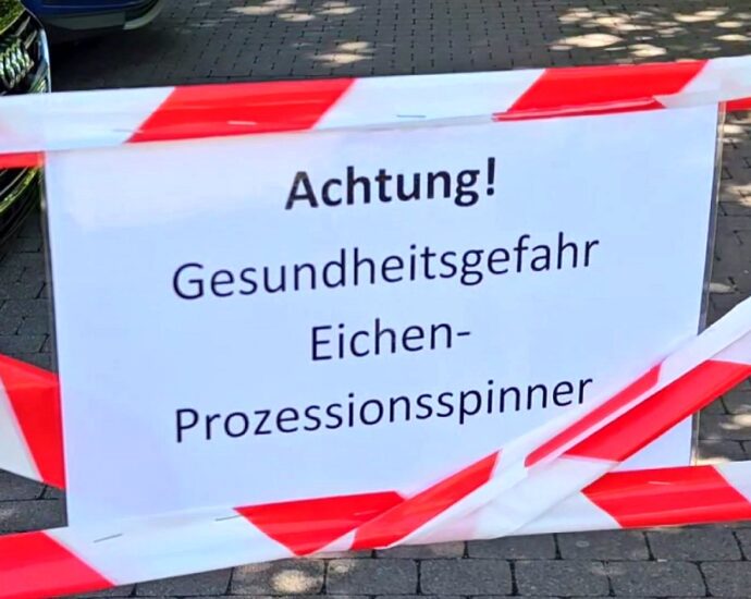 Eichenprozessionsspinner: Rund 300 Eichen in Kassel befallen