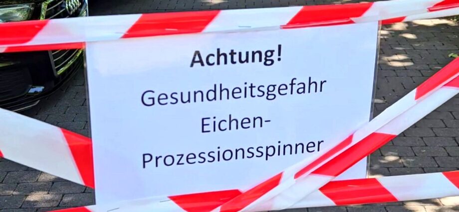 Eichenprozessionsspinner: Rund 300 Eichen in Kassel befallen