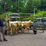 Kuh-rioser Klinikbesuch: Sechs Rinder erkunden Wolfhager Notaufnahme