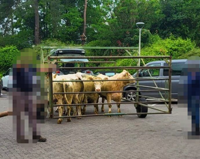 Kuh-rioser Klinikbesuch: Sechs Rinder erkunden Wolfhager Notaufnahme