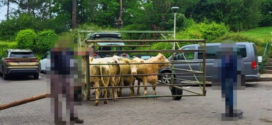 Kuh-rioser Klinikbesuch: Sechs Rinder erkunden Wolfhager Notaufnahme Kuh-rioser Klinikbesuch: Sechs Rinder erkunden Wolfhager Notaufnahme