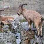 Schwere Entscheidung: Frankfurter Zoo muss Steinböcke wegen Seuchengefahr einschläfern