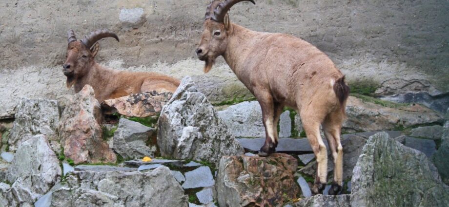 Schwere Entscheidung: Frankfurter Zoo muss Steinböcke wegen Seuchengefahr einschläfern Schwere Entscheidung: Frankfurter Zoo muss Steinböcke wegen Seuchengefahr einschläfern
