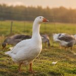 Gans auf Weide in Frielendorf-Allendorf getötet – Polizei sucht Zeugen