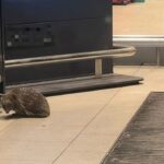 Südhessen: Alarm im Supermarkt: Polizei überführt stacheligen „Einbrecher“