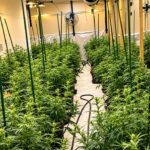 Borken: Hoher Stromverbrauch in leerstehender Lagerhalle führt Polizei zu Cannabisplantage