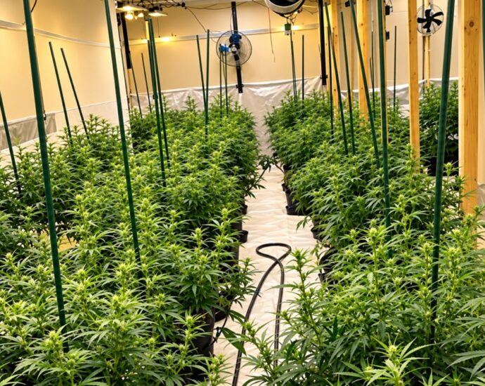 Borken: Hoher Stromverbrauch in leerstehender Lagerhalle führt Polizei zu Cannabisplantage
