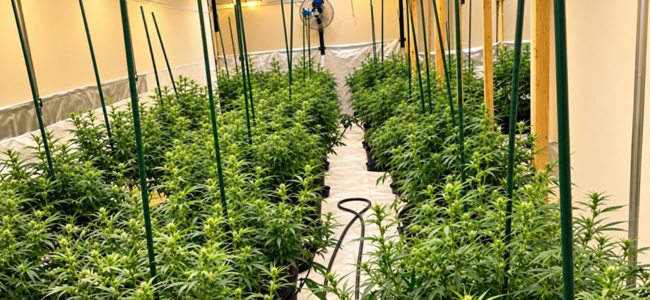 Borken: Hoher Stromverbrauch in leerstehender Lagerhalle führt Polizei zu Cannabisplantage Borken: Hoher Stromverbrauch in leerstehender Lagerhalle führt Polizei zu Cannabisplantage