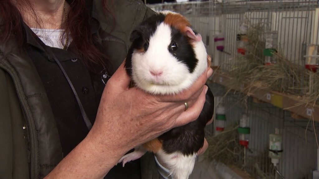 Meerschweinchen im Wettbewerb: Bundesschau lockte Interessierte nach Alsfeld Meerschweinchen im Wettbewerb: Bundesschau lockte Interessierte nach Alsfeld