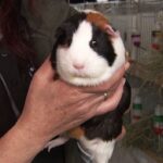 Meerschweinchen im Wettbewerb: Bundesschau lockte Interessierte nach Alsfeld