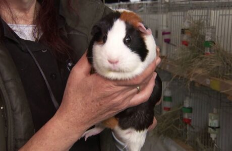 Meerschweinchen im Wettbewerb: Bundesschau lockte Interessierte nach Alsfeld