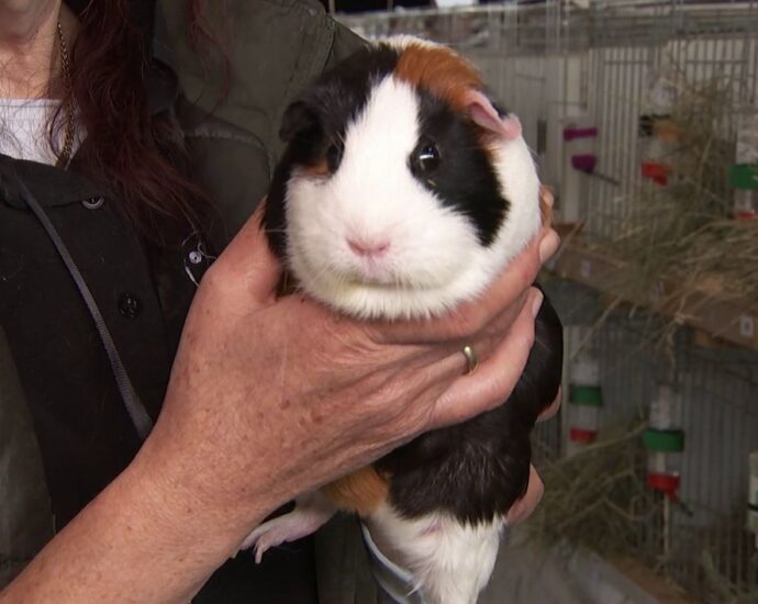Meerschweinchen im Wettbewerb: Bundesschau lockte Interessierte nach Alsfeld