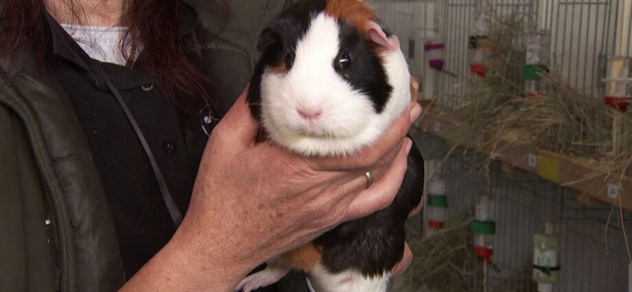 Meerschweinchen im Wettbewerb: Bundesschau lockte Interessierte nach Alsfeld Meerschweinchen im Wettbewerb: Bundesschau lockte Interessierte nach Alsfeld